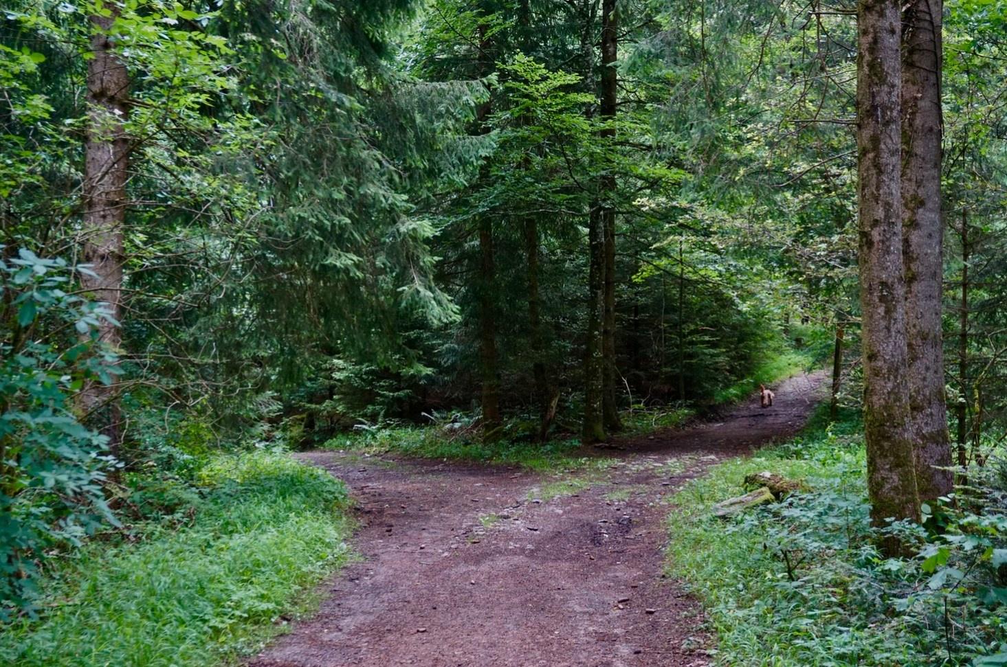 A fork in the road